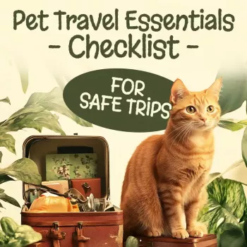 Pet Travel Checklist: Safe Road Trips With Dogs & Cats